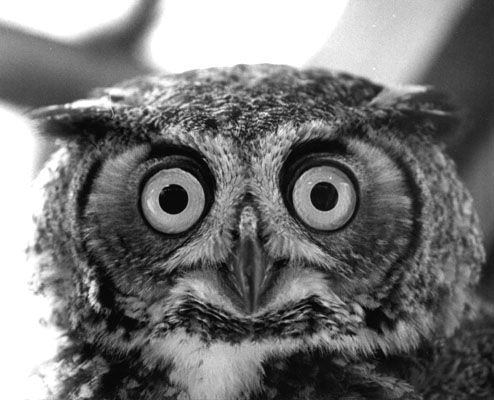 Close up of Great Horned Owl face