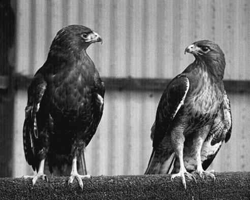 Two Red Tail Hawks